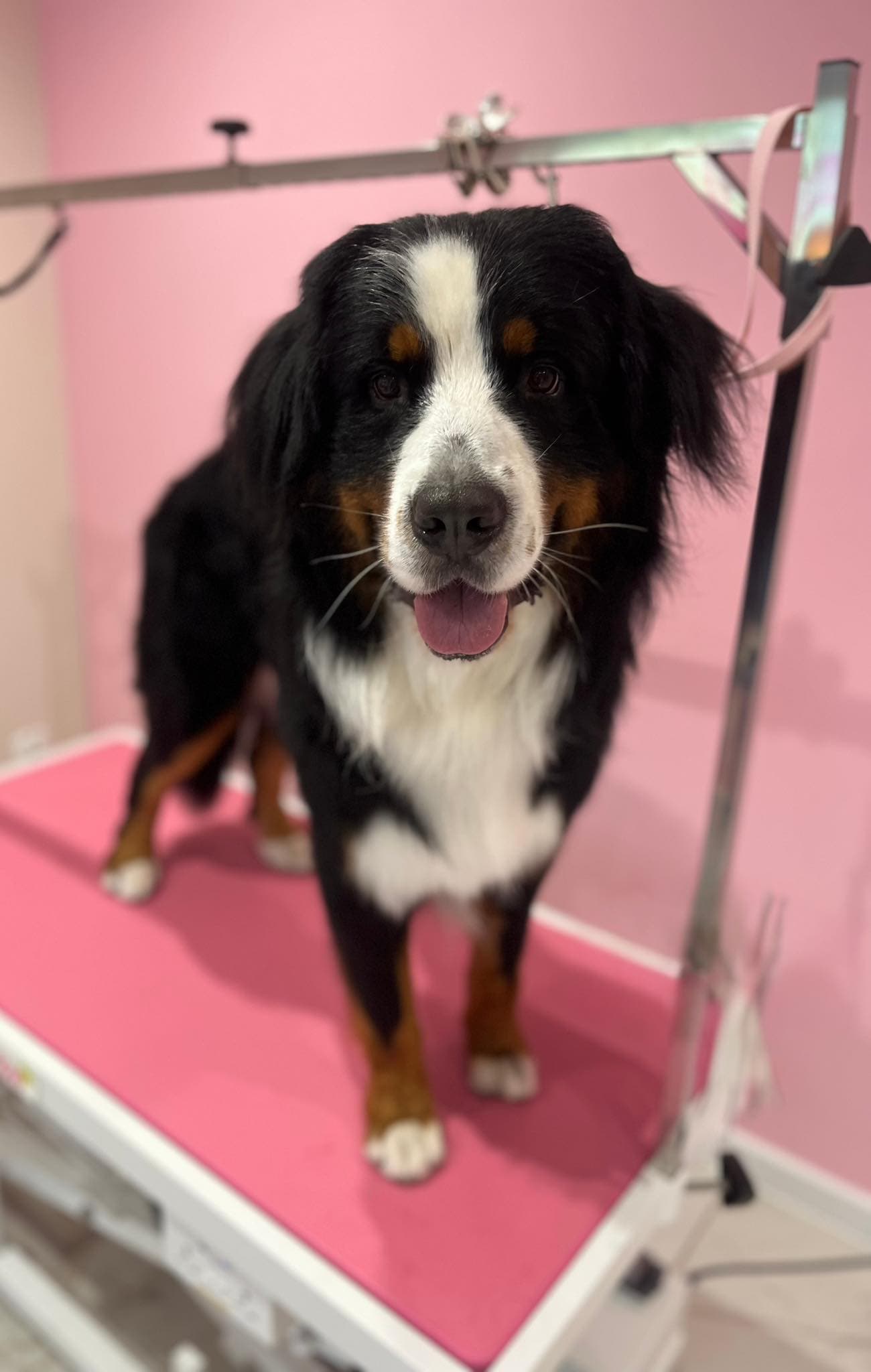 Strzyżenie psa — Salon Psiej Elegancji Inowrocław