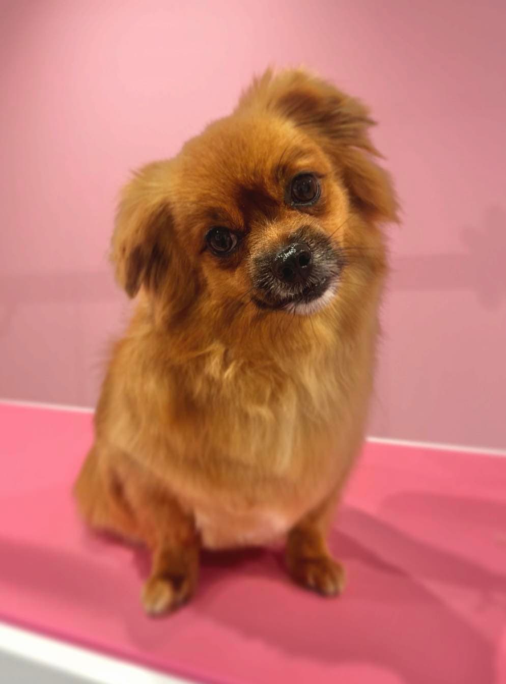 Pielęgnacja sierści — groomer Inowrocław