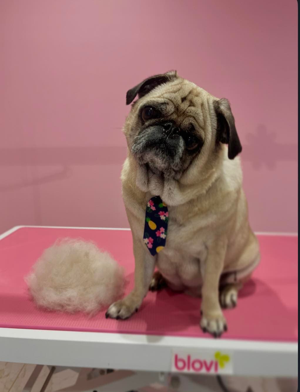 Kąpiel i suszenie psa — Salon Psiej Elegancji