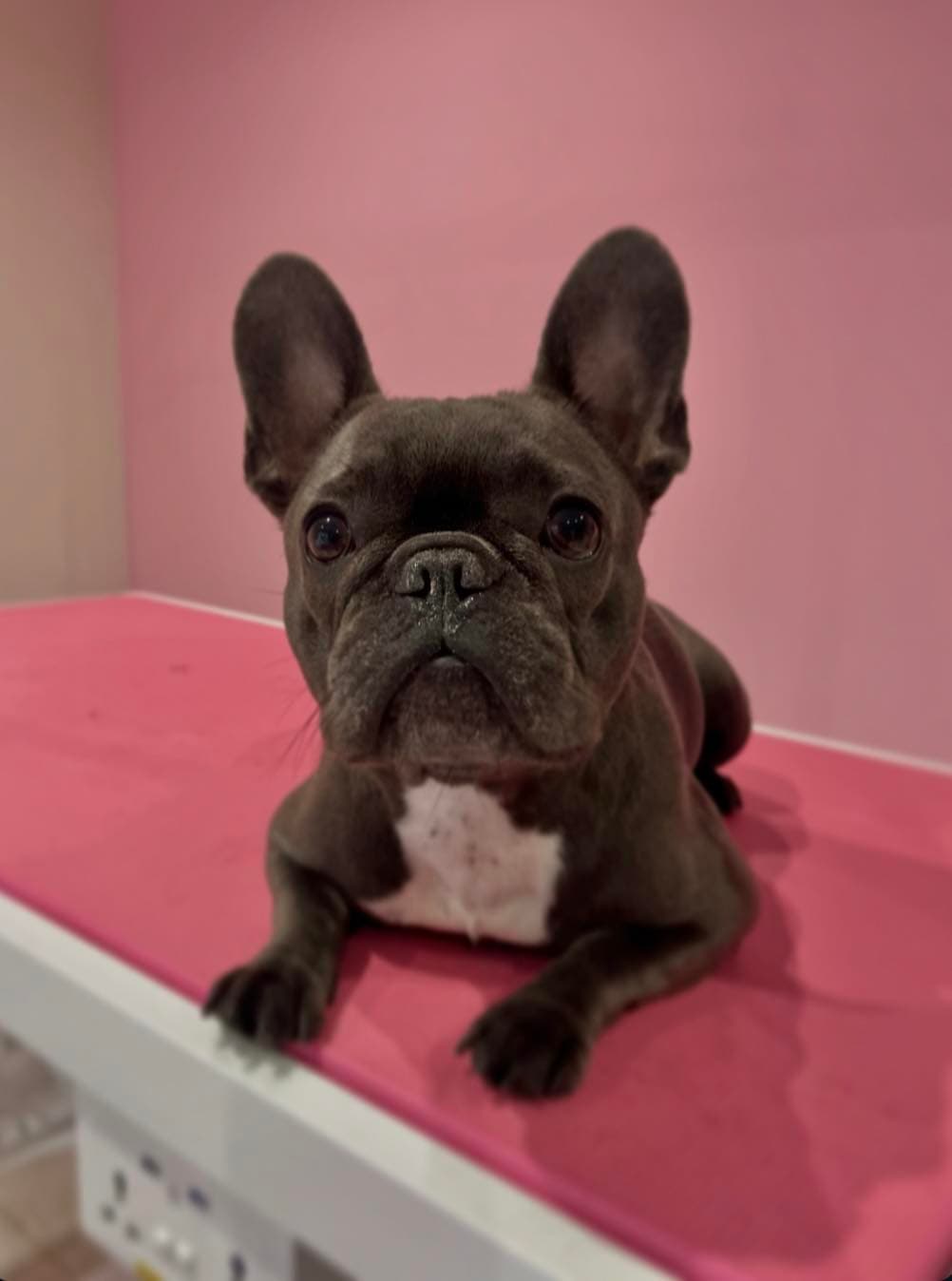 Trymowanie psa — profesjonalny grooming Inowrocław