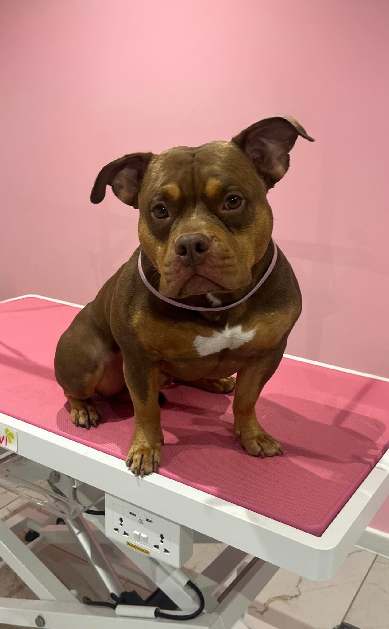 Pies po strzyżeniu — efekt zabiegu groomerskiego