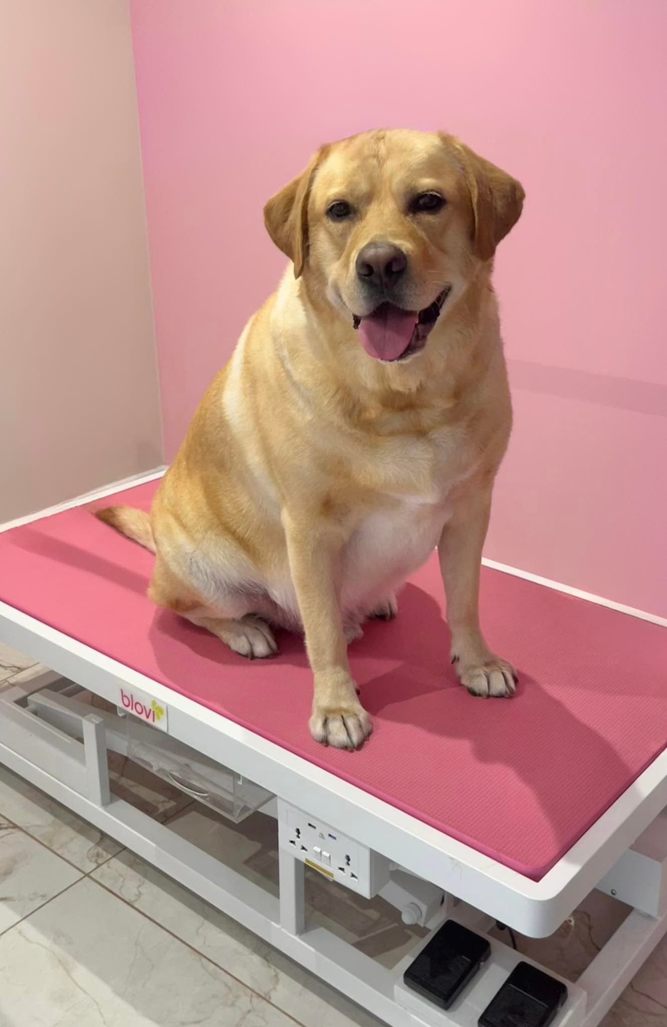 Modelowanie fryzury psa — Salon Psiej Elegancji