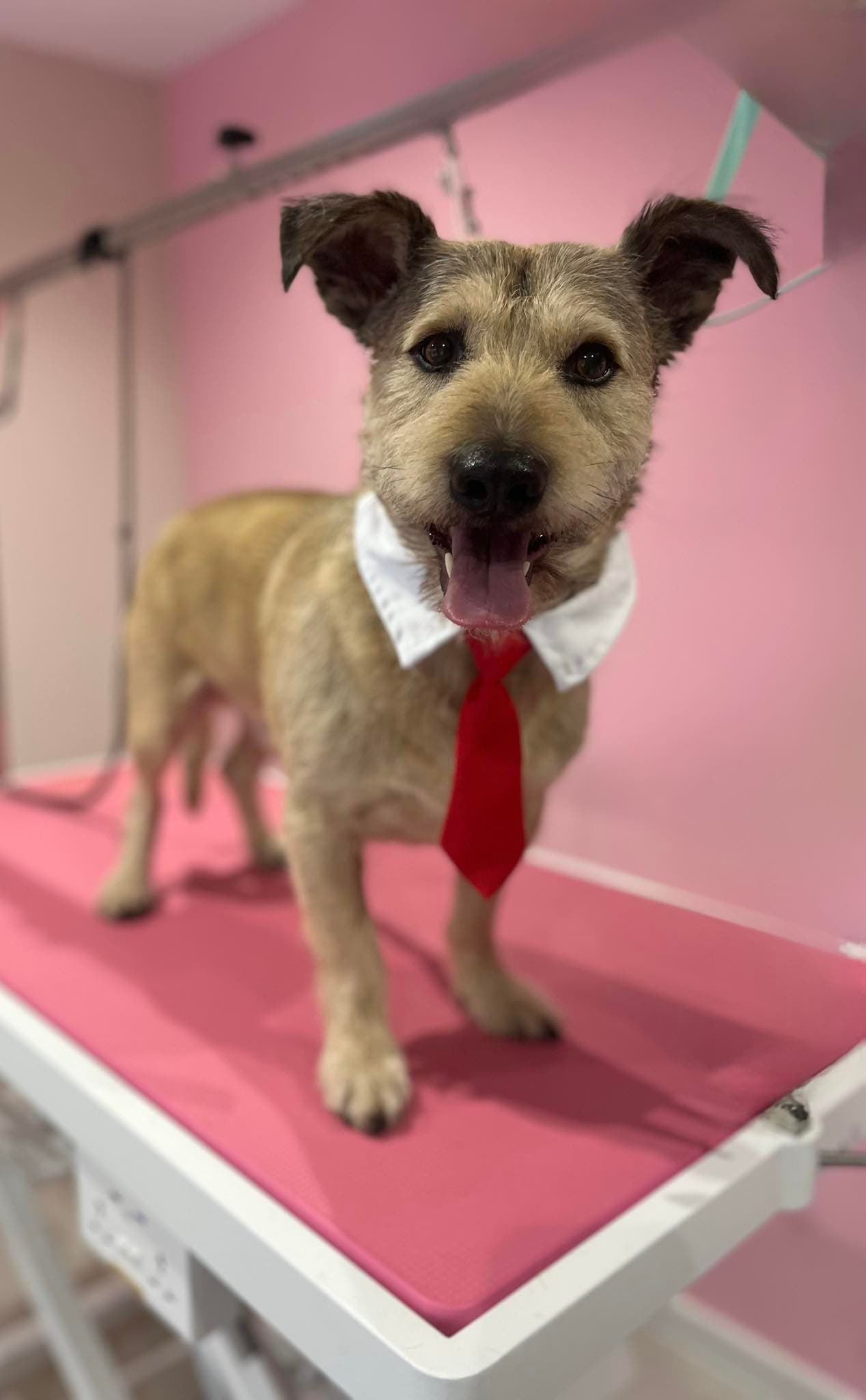 Pielęgnacja uszu i pazurów — groomer Inowrocław