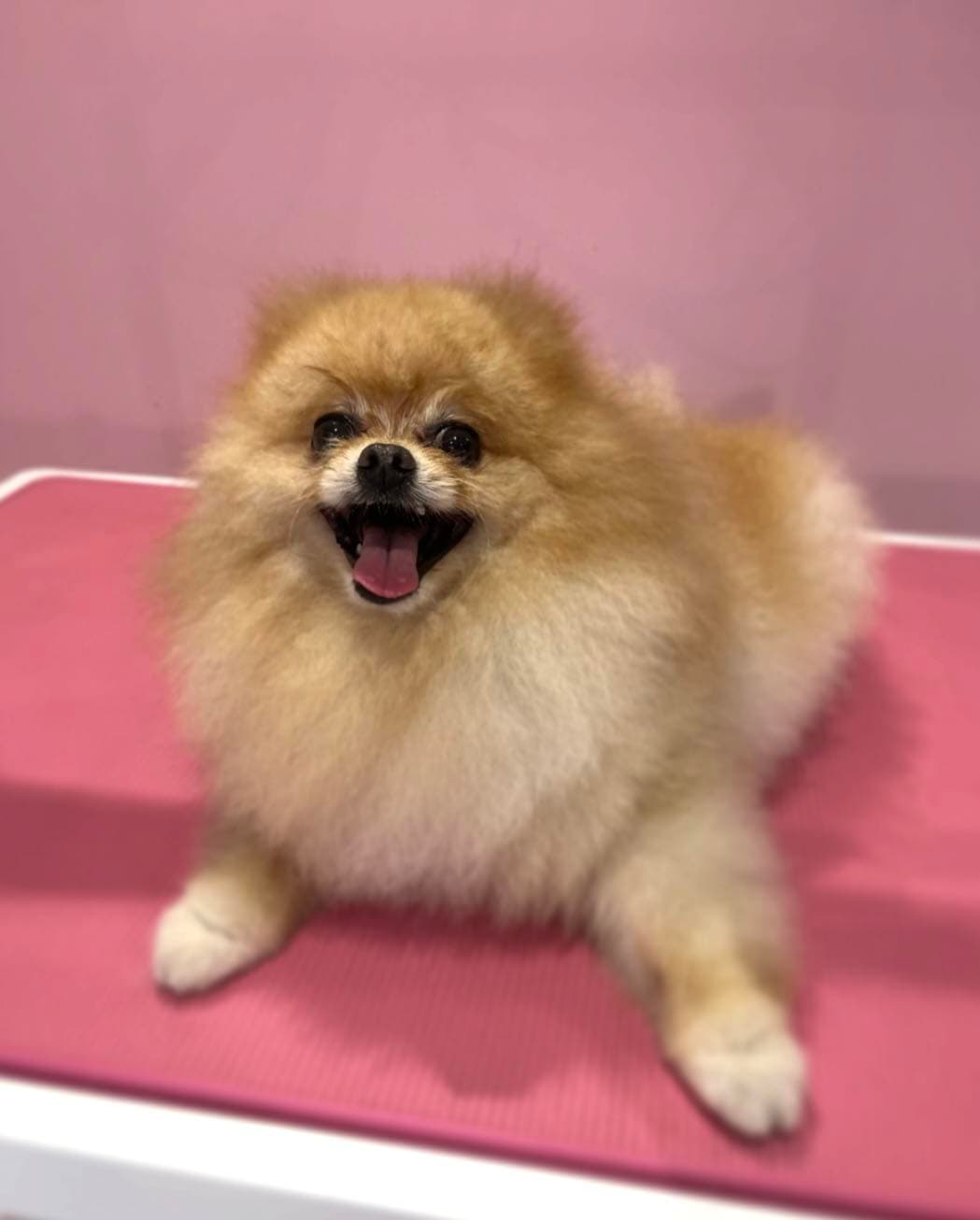 Czyszczenie i pielęgnacja psa — Salon Psiej Elegancji