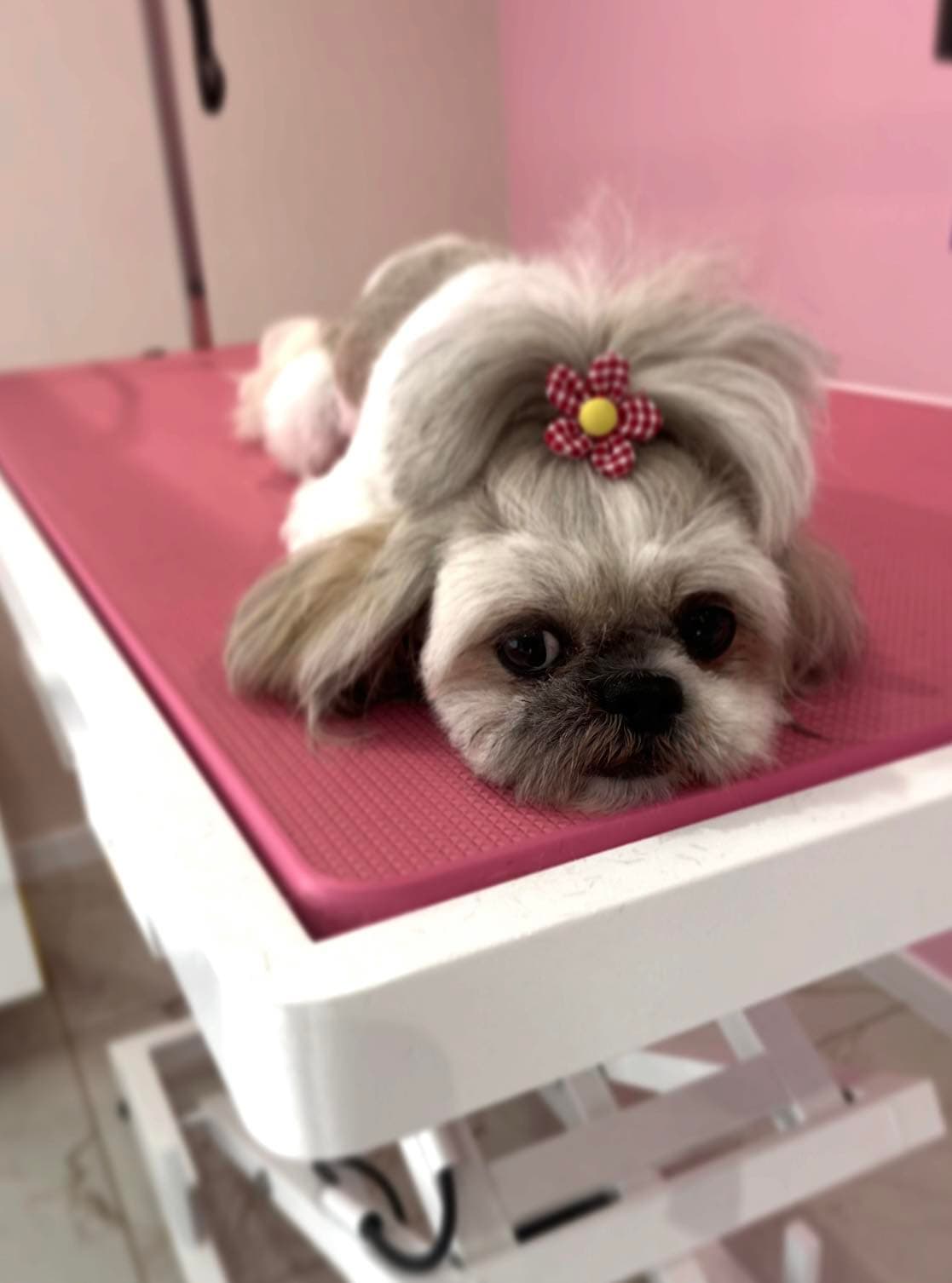 Strzyżenie małego psa — grooming Inowrocław