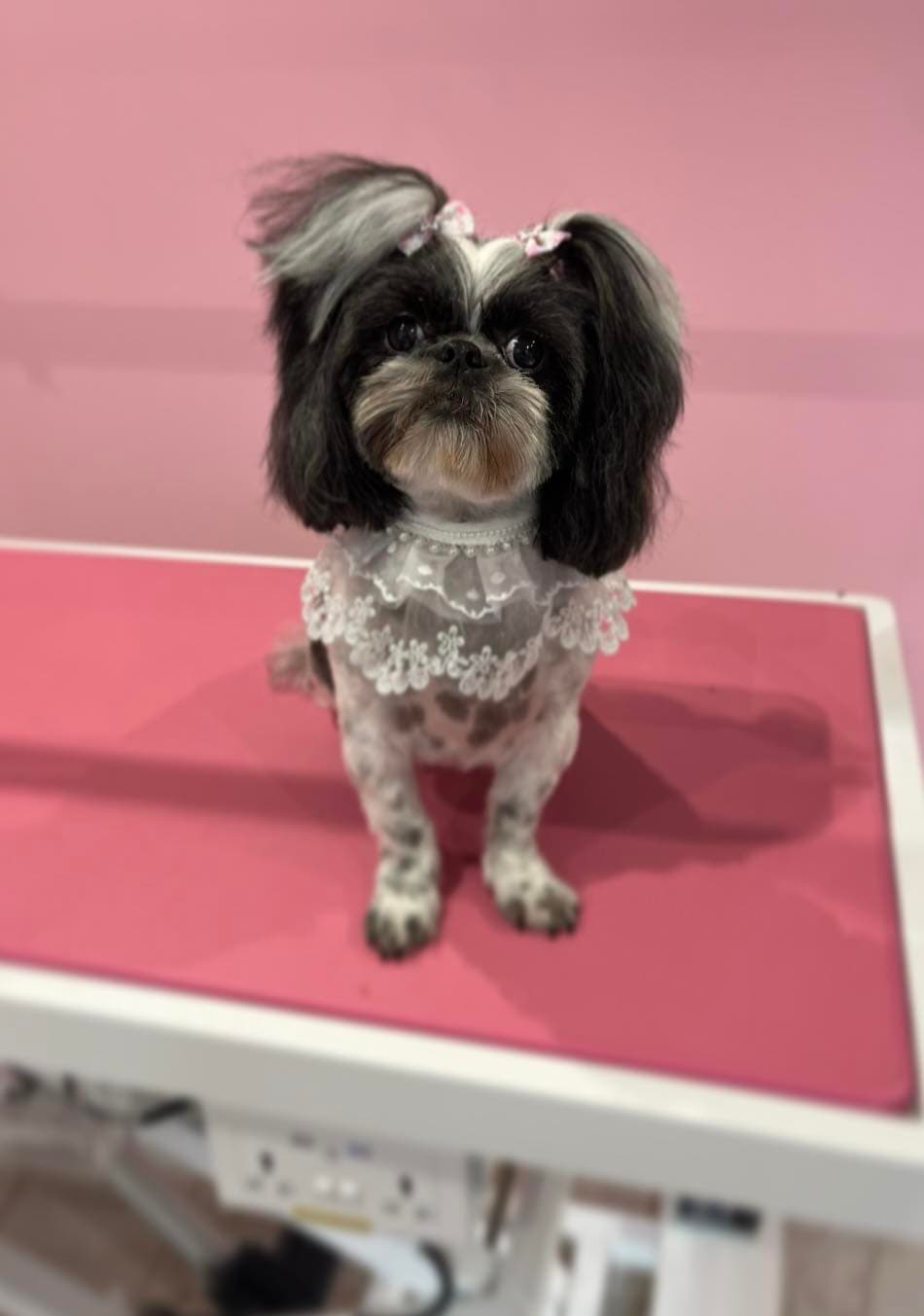 Efekt pracy groomer — zadowolony pies po zabiegu